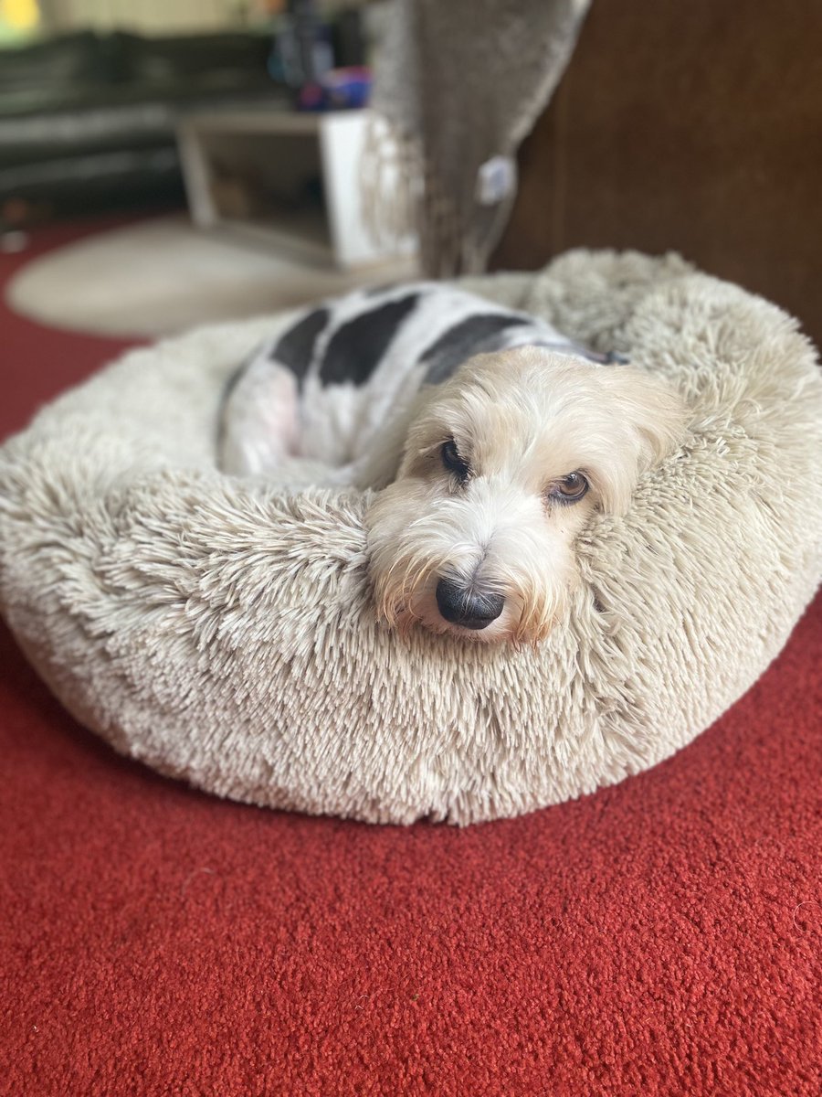 Ruff! Oh sooooo tired after a trip to the groomer today *yawns into raised paw* (🤫…I might get treats if i give mum the “sad eyes” 🥹)
#FurStealersVictim
#PBGV #DogsofTwitter #HoundsofTwitter #dogs