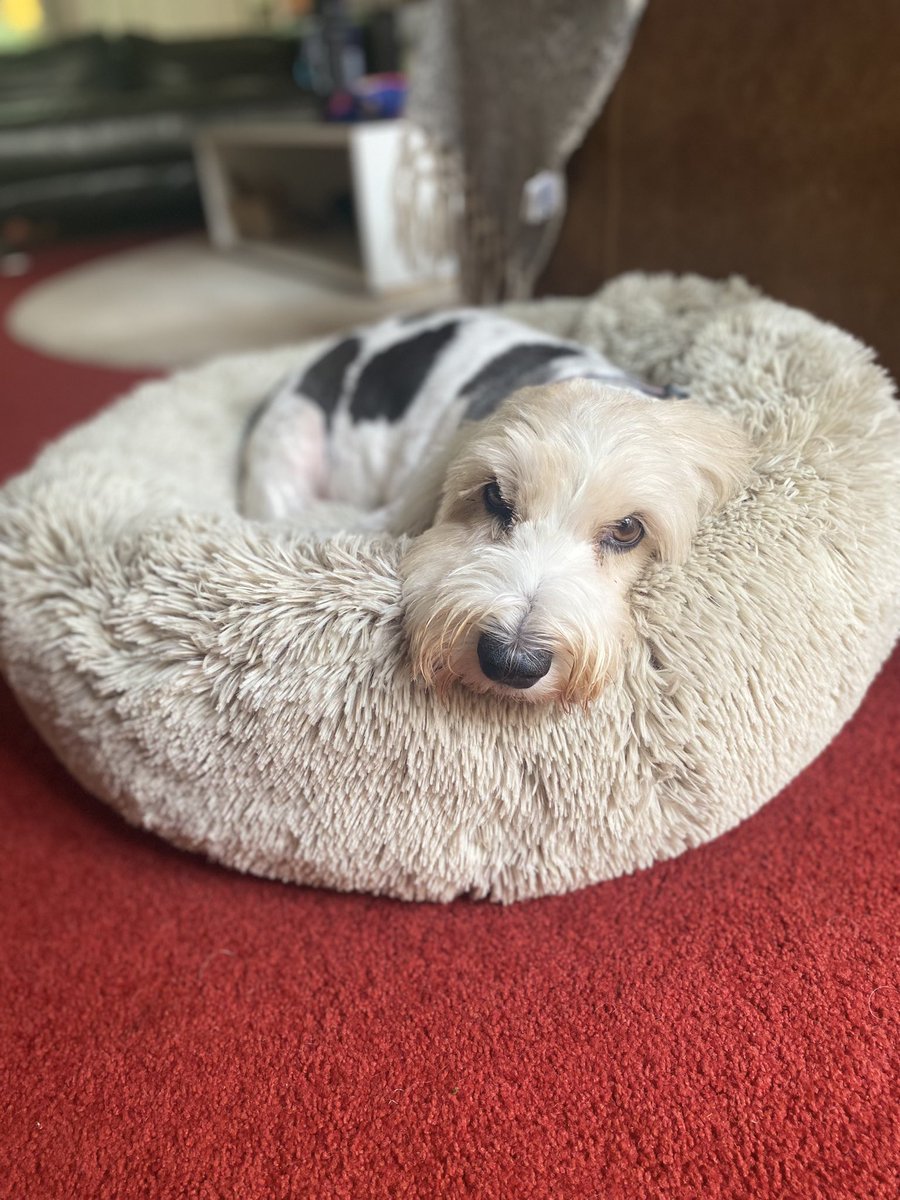 Ruff! Oh sooooo tired after a trip to the groomer today *yawns into raised paw* (🤫…I might get treats if i give mum the “sad eyes” 🥹) #FurStealersVictim #PBGV #DogsofTwitter #HoundsofTwitter #dogs