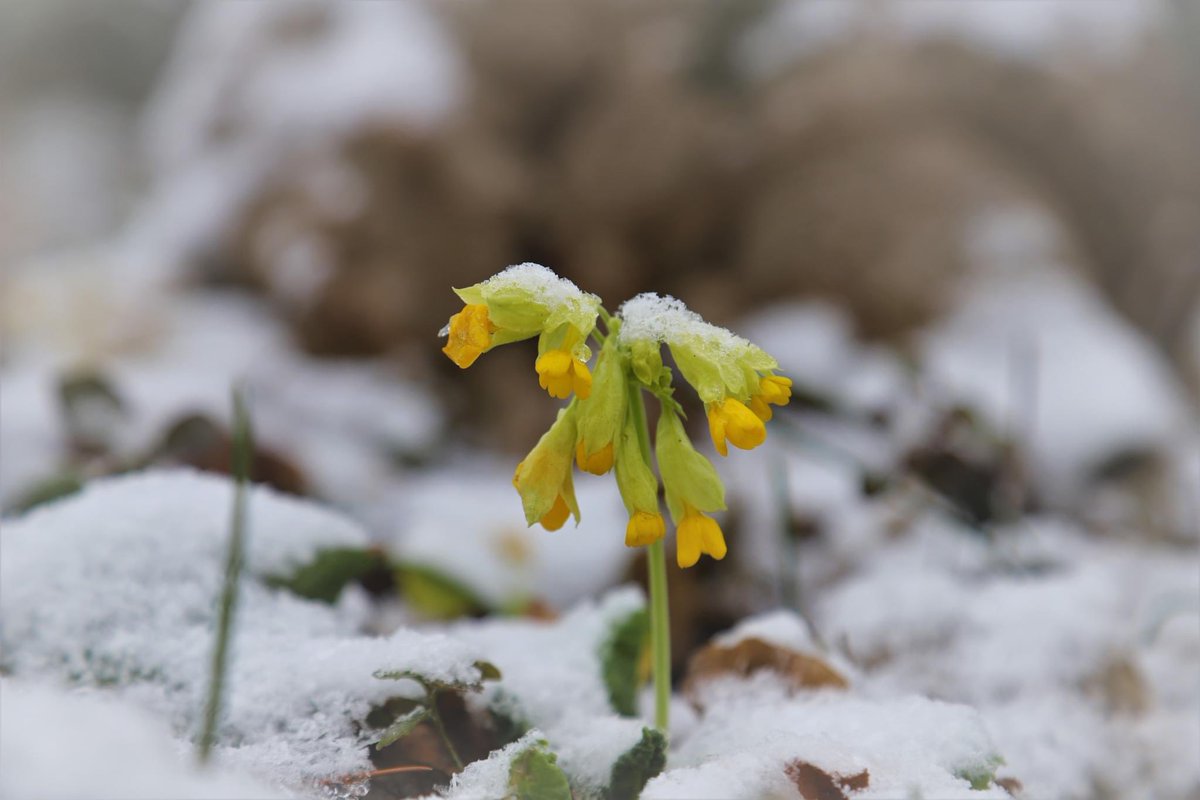 დიდჯამა ფურისულა - Primula macrocalyx Bge. 💛 #WINTER #collection #Tbilisi #botanical #garden #plants