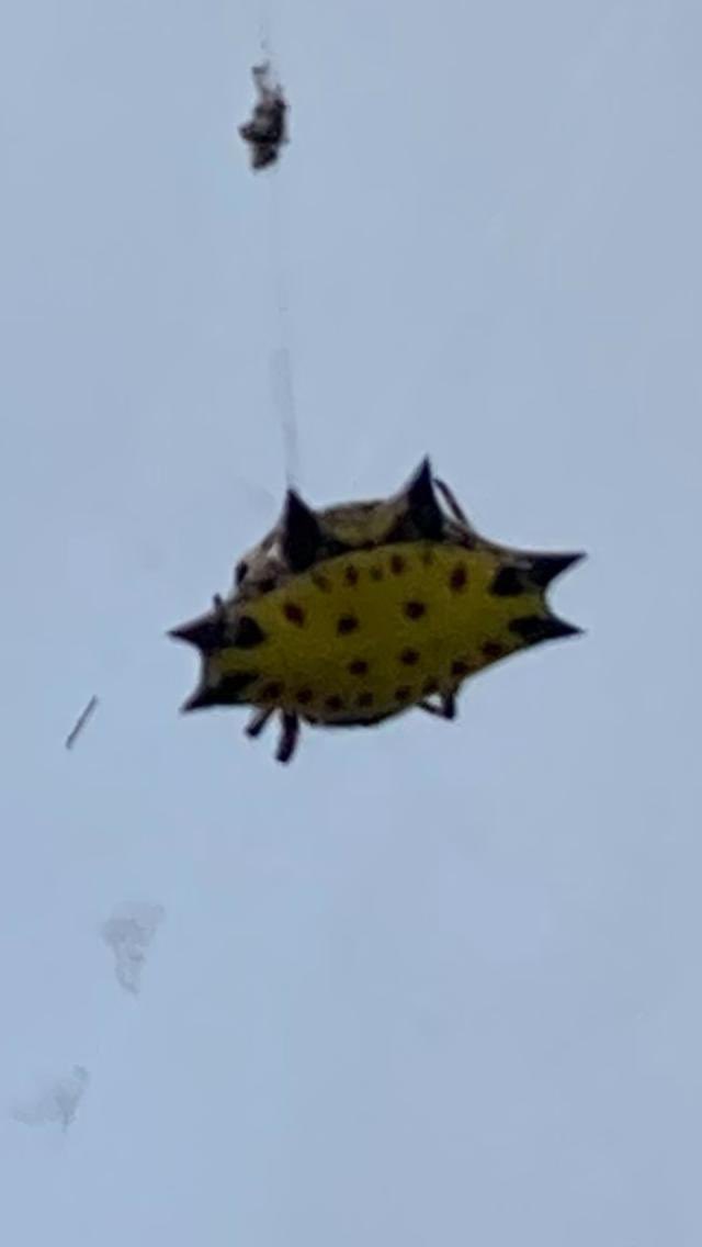 AlfonsoDcK's tweet photo. @Arachno_Cosas
Hola, me podrías indicar qué tipo de araña es esta? Por los colores será de IM?
La vimos en casa de mis papás en Mérida, Yucatán
Gracias. https://t.co/XetXDBINIj