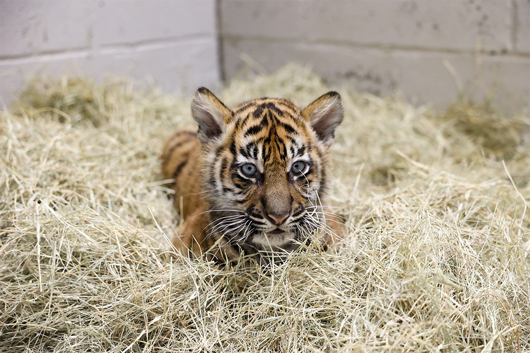 🐯🐯🐯 Meet Bulan, Zara, and Kirana- the 3 newe Sumatran tiger cubs at the @NashvilleZoo! Read more about this critically #endangered species and the zoo's plans for the cubs in Connect: bit.ly/3Ht3FBN. #SavingSpecies #ZooBabies #SSP #Conservation #ZooBorns