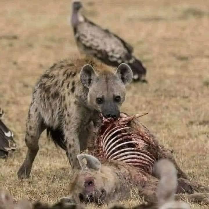 daysh17m's tweet photo. لا ياجدع عيب انت اخويا.. https://t.co/XOlU9kLmT6
