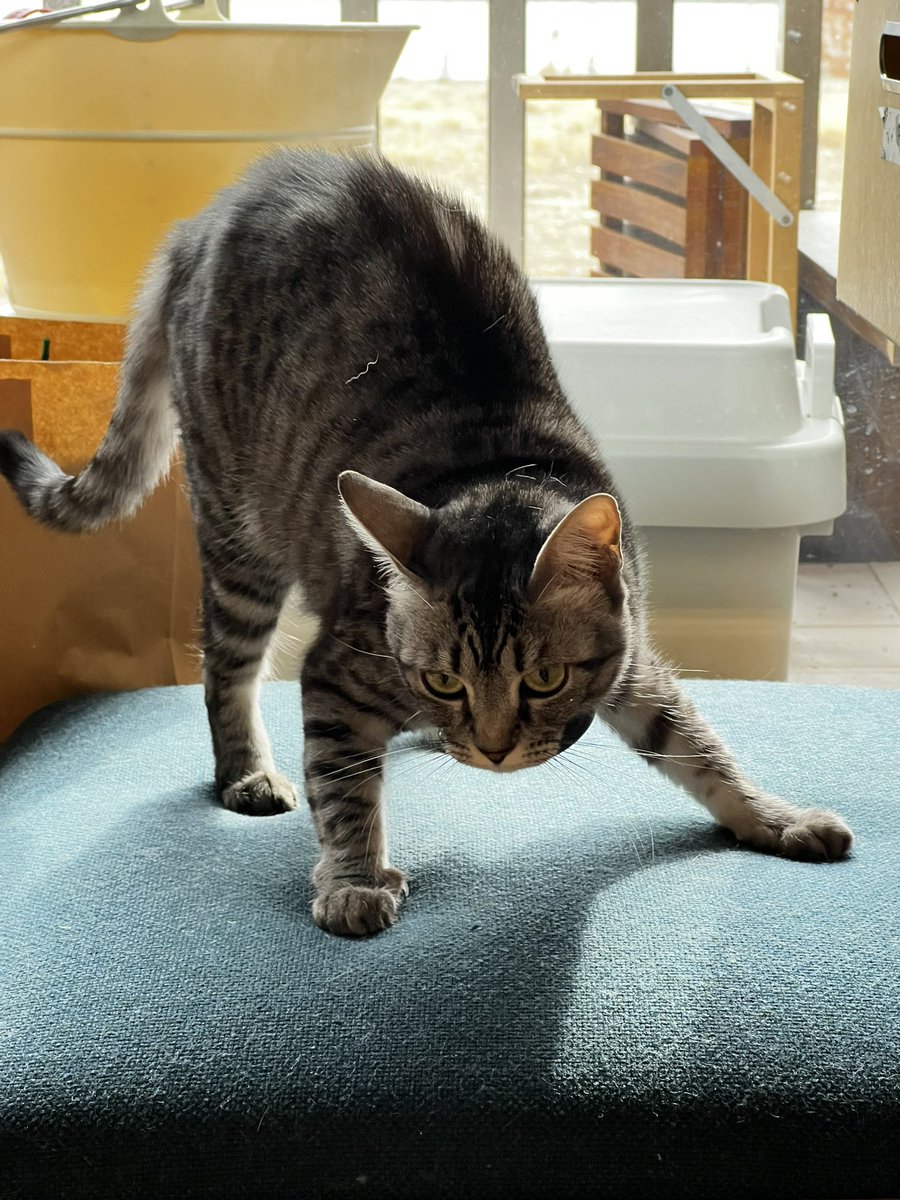 はせにゃむ@ねこイラスト (@hasenyam122) / Posts / X