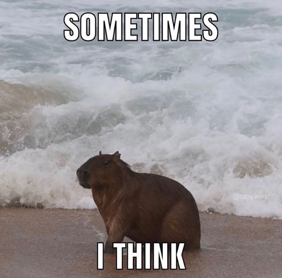 Capybara tweet media