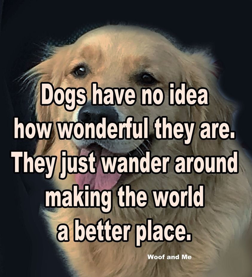 naughtymjbear1's tweet image. For my dog lover friends...I agree with this.