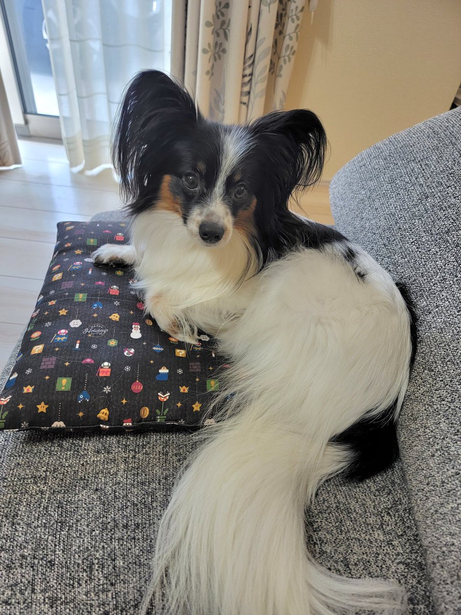 パピヨン様 パピヨンとボーダーコリー♡レイルル♡ココママ (@rei0518lulu0801