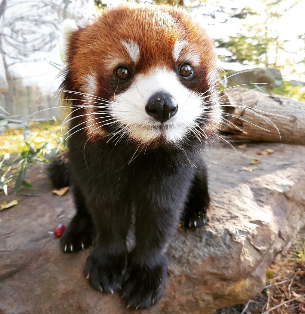 RedPandaEveryHr's tweet photo. https://t.co/EKWtmw0UgU