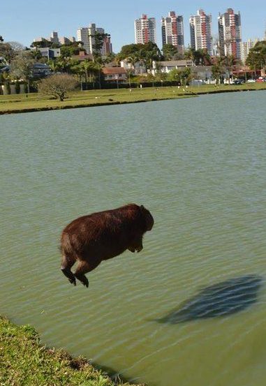 BREAKING NEWS: Capybara has learned to fly