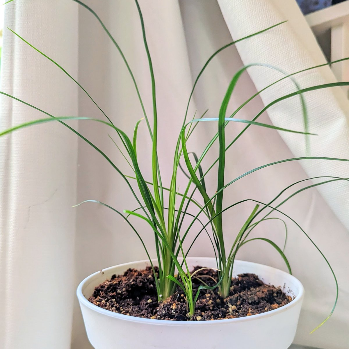 Little ponytail palm seedlings 💚 #ponytailpalm #beaucarnearecurvata #succulentseeds #plantbabies