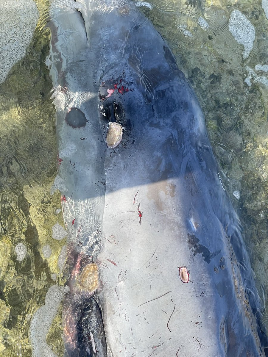 先日、ご近所さんからイルカが打ち上がっているとの通報があり、向かいました。
2.7mもあるアカボウクジラの子供でした。

体に無数のくりぬいたような痛々しい傷がありますが、これはダルマザメの噛み跡です。