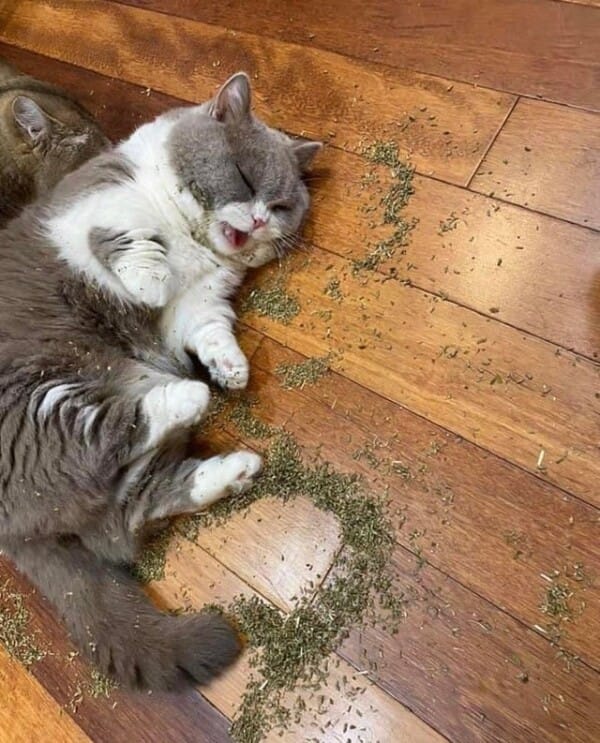 Rienir321's tweet photo. Kumpulan Video Lucu Kelakuan Kocak Kucing, menghibur hari rabu kalian✨

A Thread https://t.co/q47fEBhmxv