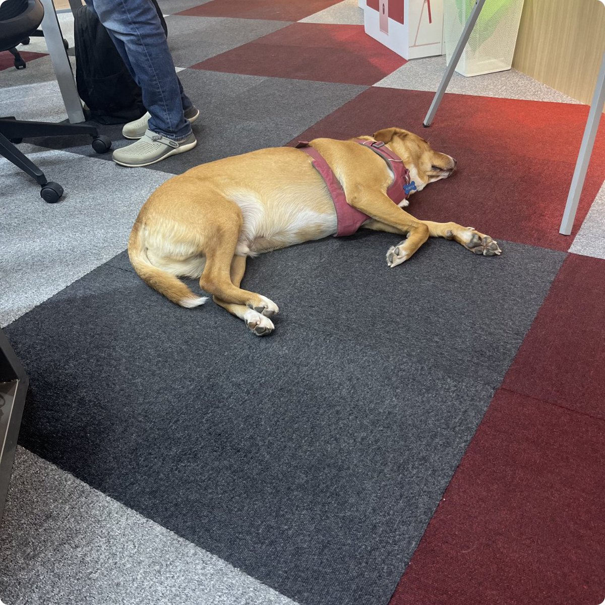 KarthikS2206's tweet image. This is how Rocket deals with mid-week blues.

Tempted to give it a try  😂