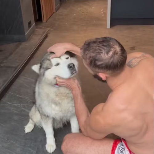 Apollo - Tate's Dog tweet media