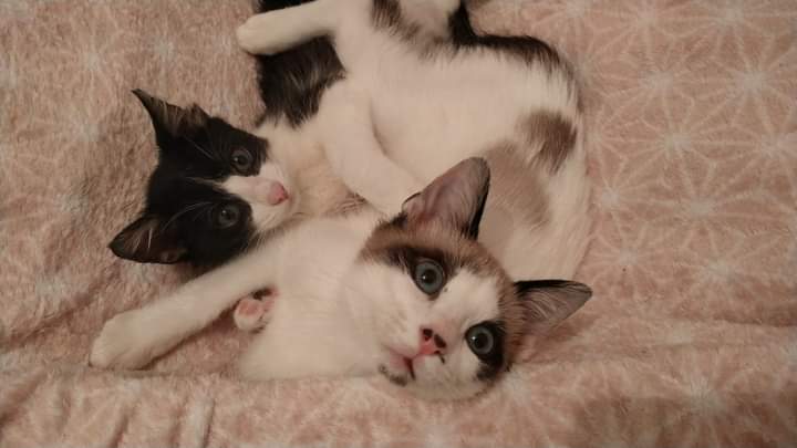 Solopar53137293's tweet photo. #Adopcio Conjunta per Lilo i Edo. Són dos petits de 3 mesets. Busquen #adopcioresponsable Estan a #Balaguer #XarxaCatalunyaAdopcions #XarxaBarcelonaAdopcions #FemXarxa contacte per WhatsApp al ☎️ 646689901 https://t.co/Z18o7IW8jD