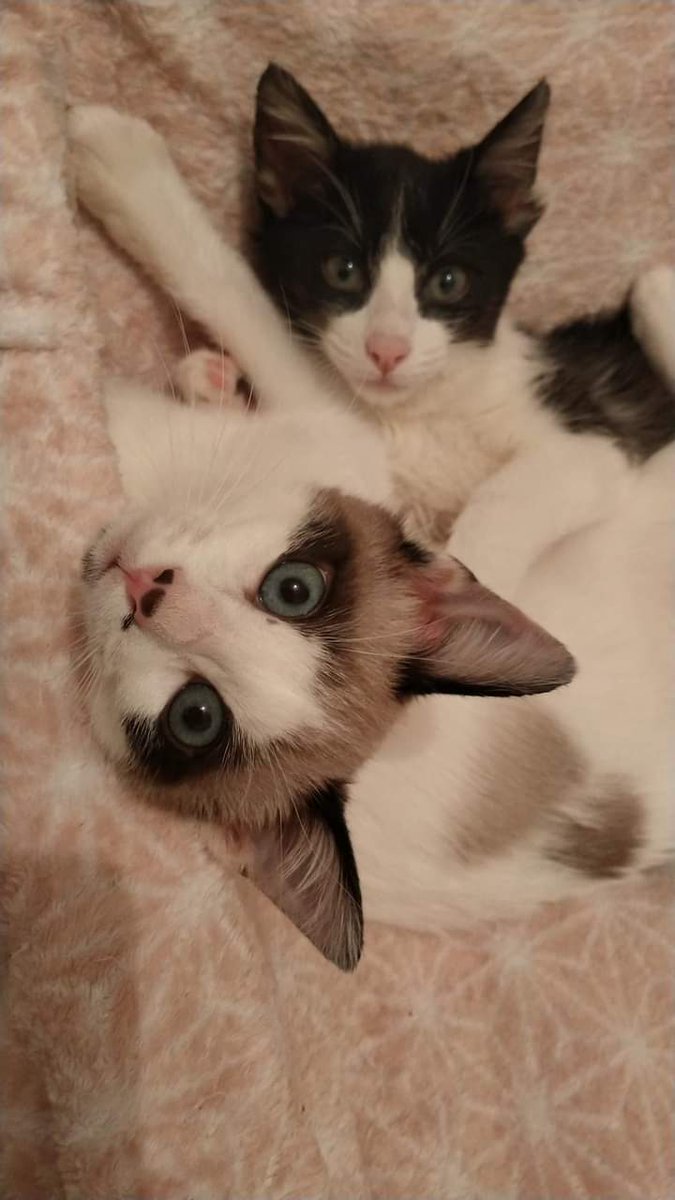 Solopar53137293's tweet photo. #Adopcio Conjunta per Lilo i Edo. Són dos petits de 3 mesets. Busquen #adopcioresponsable Estan a #Balaguer #XarxaCatalunyaAdopcions #XarxaBarcelonaAdopcions #FemXarxa contacte per WhatsApp al ☎️ 646689901 https://t.co/Z18o7IW8jD