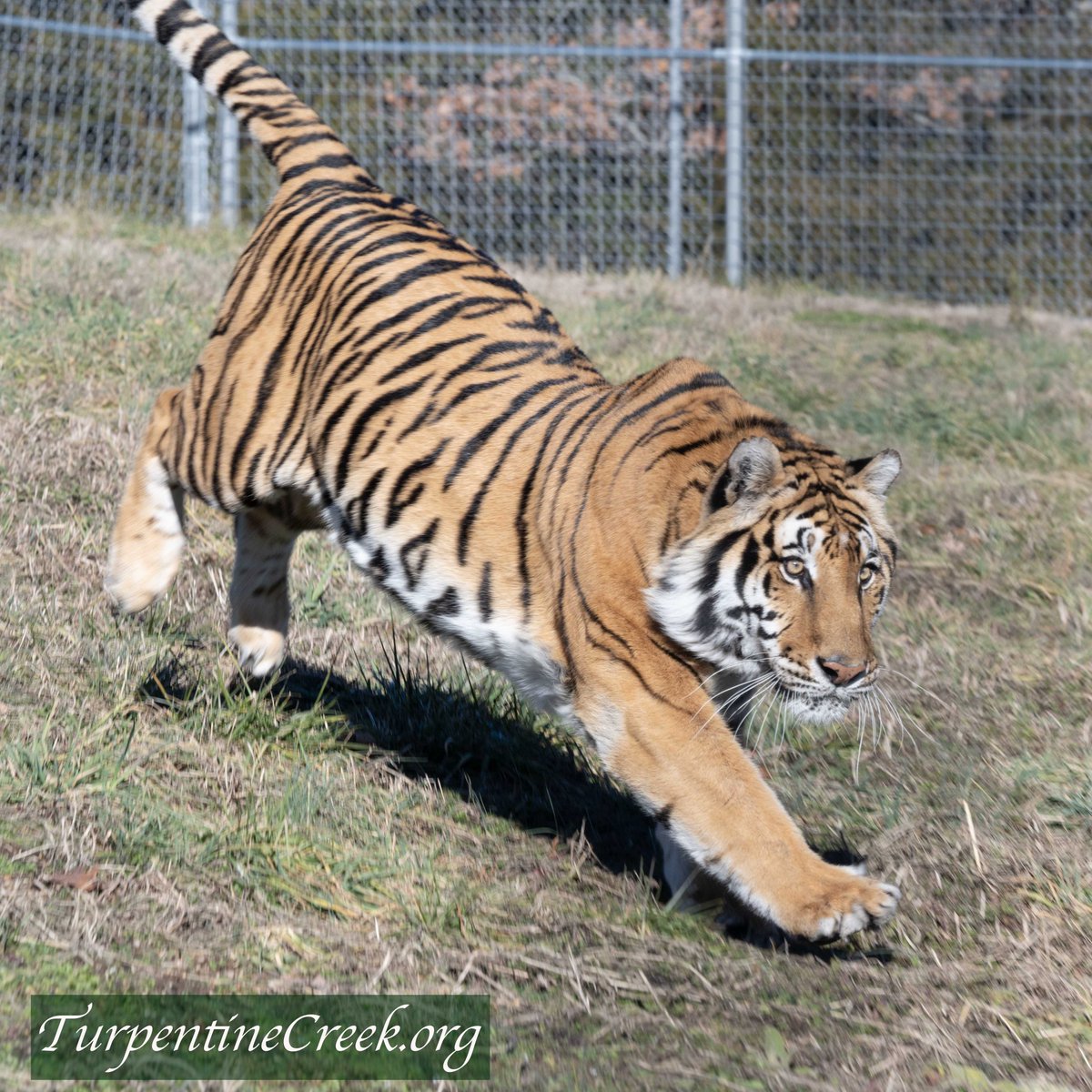 turpentinecreek's tweet photo. GOOD MORNING! Simba certainly enjoyed the snow but he also seems to be enjoying the mud left by the melted snow. I LOVE watching them run and play.
#simba #love #TurpentineCreek #Sanctuary #RescueToRefuge #TCWR #FundFreedom #FreedomField #cutecat #funnycats #cute #cuteanimals https://t.co/rP3JDTgV2W