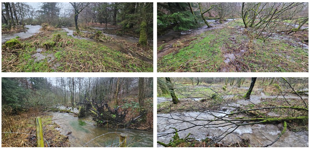 Small but perfectly formed! This naturalisation work using targeted stream reconnection and on-site large wood is a delight, illustrating how self sustaining anastomosing ( ‘stage zero’ if you prefer) networks can be encouraged. Major credit to @UllswaterCic and the landowner.