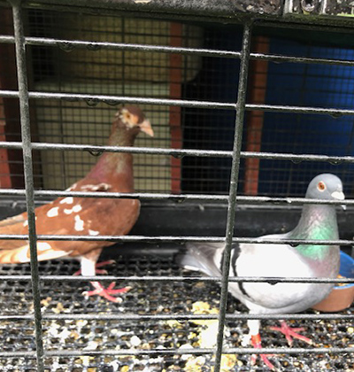 PigeonAsk's tweet photo. English carrier Pigeon!

#pigeonbreed #breed #browncolorpigeon #beautifulpigeon #pigeonask https://t.co/rXZP9DWL5i