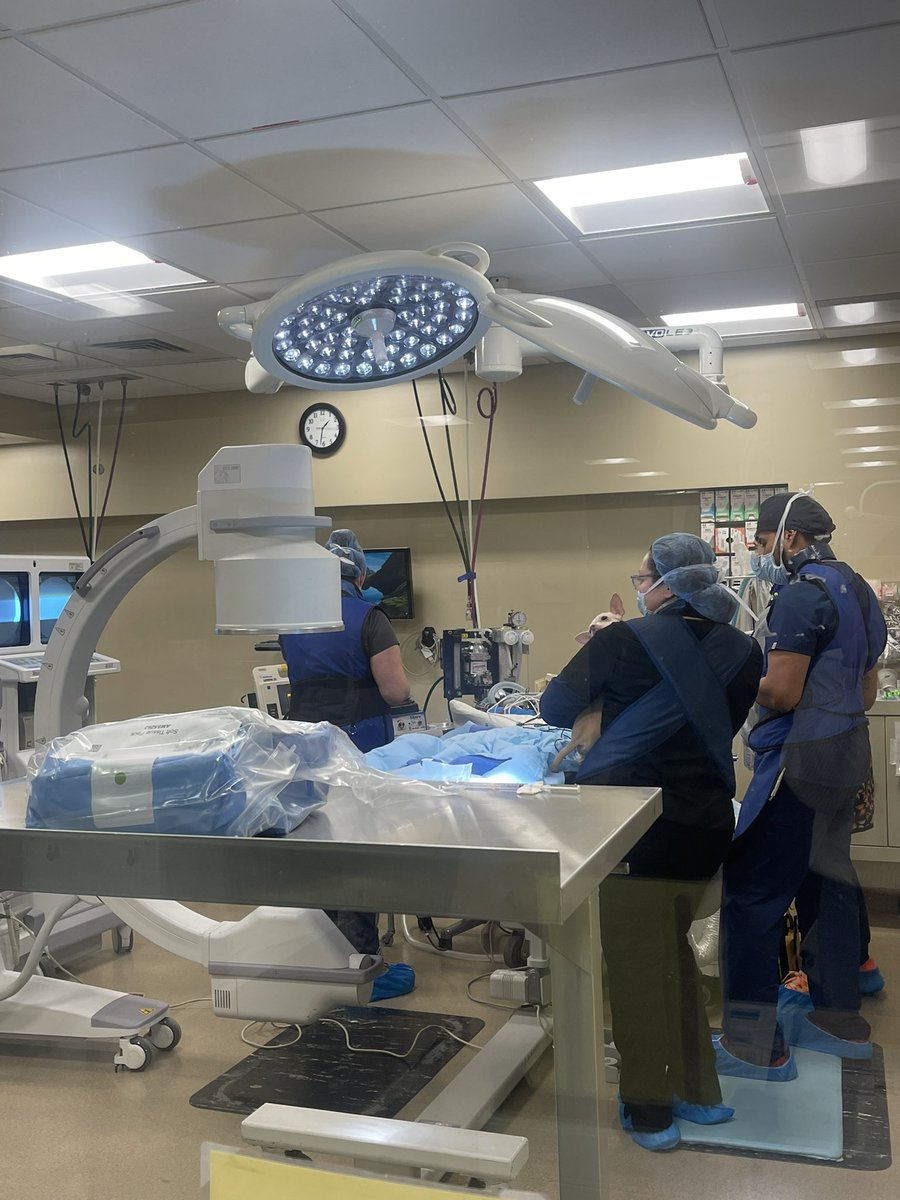marbarduff's tweet photo. 3 yr old female child receives emergency life saving surgery at Blue Pearl Veterinary clinic at both Brooklyn &amp; Manhattan   Dr Patricia Joyce and Dr Wiley Cardiac surgeon performed the life saving procedures 
before staying calm with G
Team assembling in OR
G administering oxygen https://t.co/yYD5WYrxOB