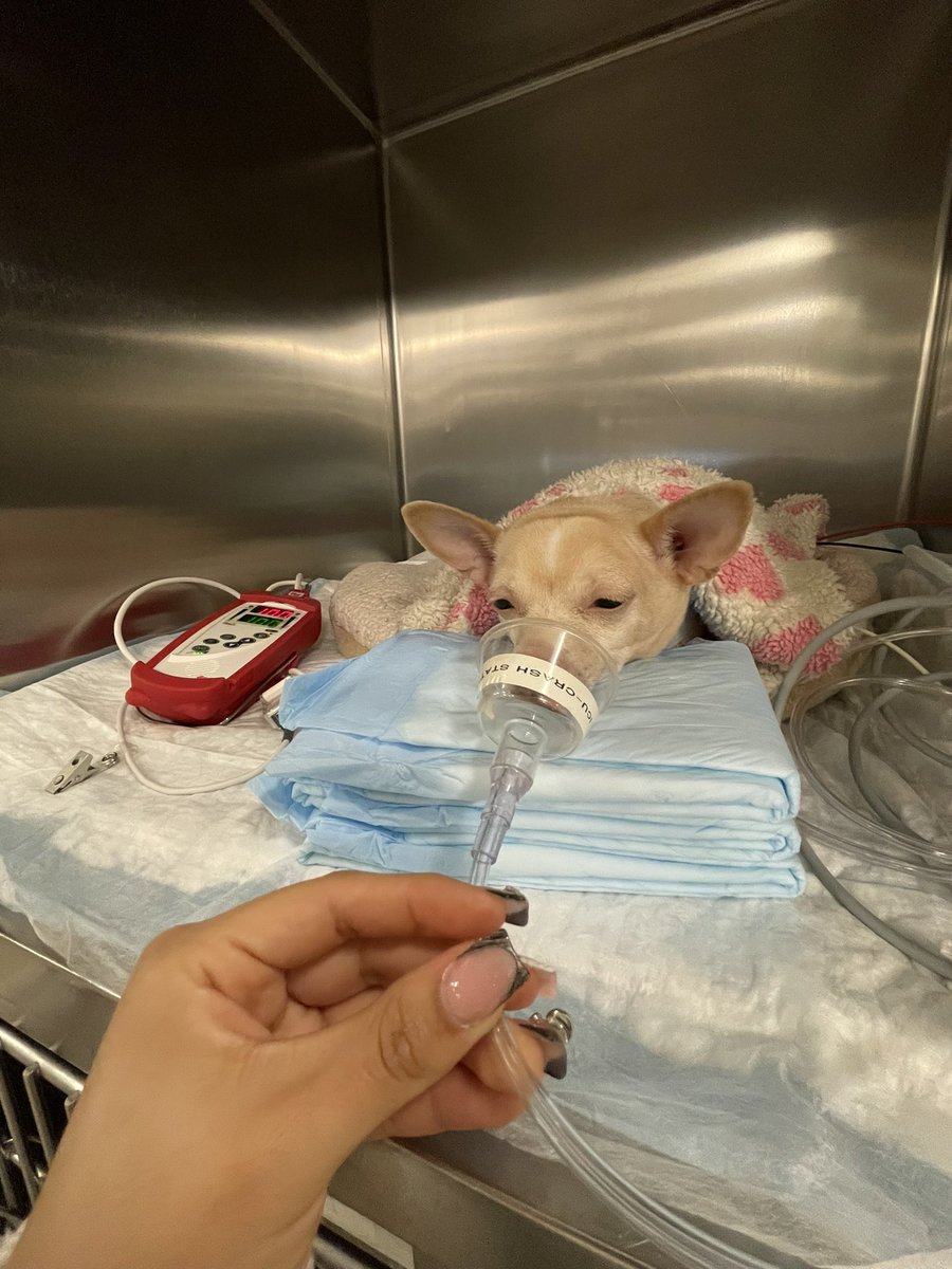 3 yr old female child receives emergency life saving surgery at Blue Pearl Veterinary clinic at both Brooklyn &amp; Manhattan   Dr Patricia Joyce and Dr Wiley Cardiac surgeon performed the life saving procedures 
before staying calm with G
Team assembling in OR
G administering oxygen