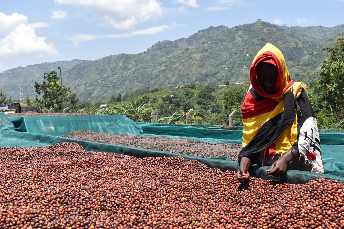 COFFEE PRICES: Today's farmgate prices in UGX/Kilo Kiboko 4,000-4,600 FAQ 9,200-9,800 Arabica Parchment 11,00-12,000 Drugar (Clean) 9,500-10,000 There is no Uganda without coffee. It's part of our identity. We are the birthplace of Robusta & Africa's 2nd largest🍒producer.