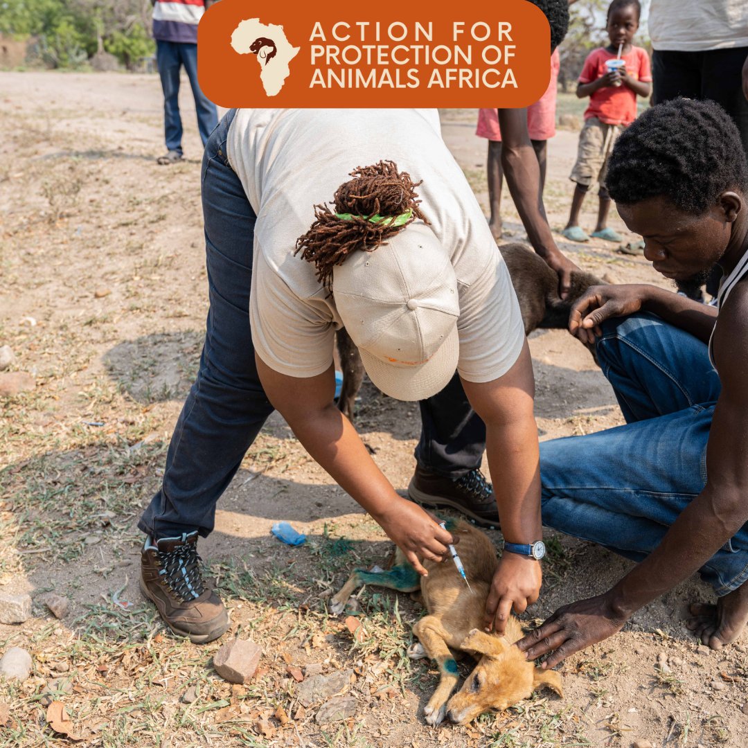 Vaccination 💉 is the best defense against rabies. 

Ensure both your pets and community are protected through regular rabies vaccinations. 

Let's work together to create a rabies-free world. 🤝

#RabiesPrevention #ZeroBy30