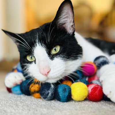 Dr Watson RIP & baby brother Sherlock Holmes & mom tweet media