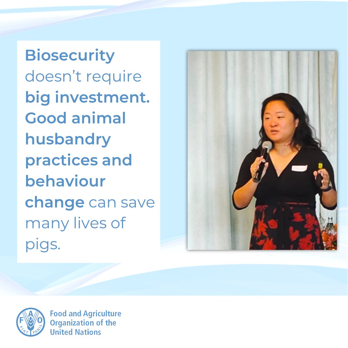 FAOAsiaPacific's tweet photo. #Biosecurity is crucial in animal disease control, says FAO #ECTAD's Dr Yooni Oh. Learn more about FAO's efforts to combat African swine fever: https://t.co/3WdsXd0Ds2
#animaldiseasecontrol #FAO #AfricanSwineFever https://t.co/8qyKqu2SRi