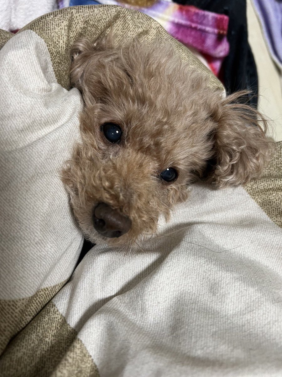 okadapress's tweet photo. 寒くて出れないみたいです https://t.co/zeQQEDYCTQ