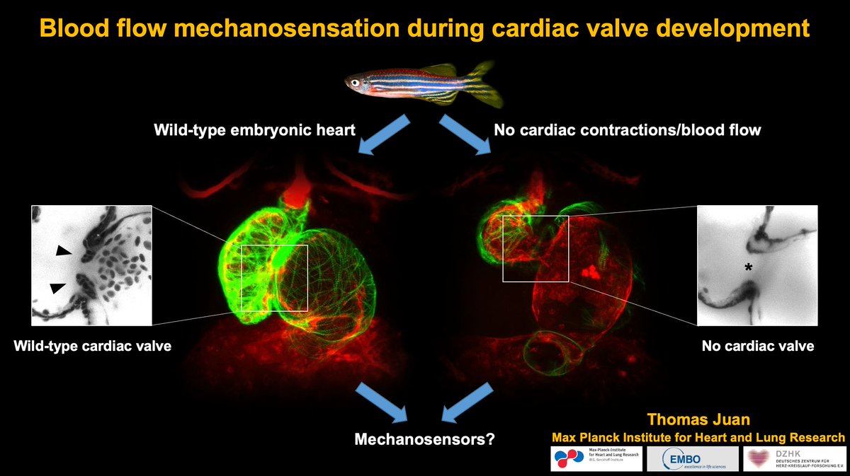 EVBO (@evb_org) on Twitter photo Please join the EVBO webinar on Jan 30 to hear about the role blood mechanosensation during cardiac valve development by Thomas Juan. He will dissect the role of several mechanosensors and describe a genetic tool to control cardiac contractions in zebrafish. <a href="/TJ_ThomasJuan/">Thomas Juan</a> Please join the EVBO webinar on Jan 30 to hear about the role blood mechanosensation during cardiac valve development by Thomas Juan. He will dissect the role of several mechanosensors and describe a genetic tool to control cardiac contractions in zebrafish. <a href="/TJ_ThomasJuan/">Thomas Juan</a>
