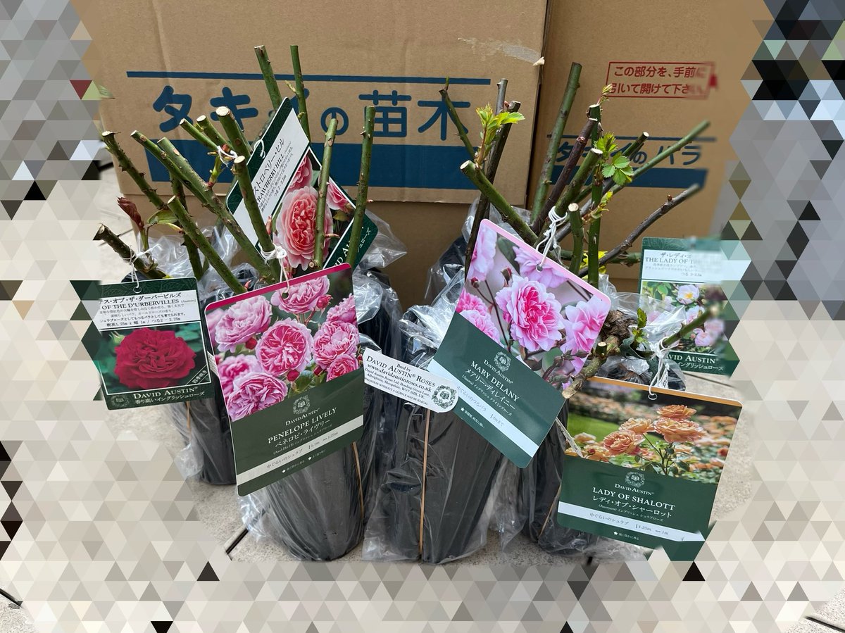 ATT64373442's tweet photo. タキイさんからイングリッシュローズの見計らいセットが届いた！！
2セット買って被ってないところに優しさを感じるー
出来たら発送前に連絡欲しい🙏

#タキイ　#タキイのバラ　#タキイ見計らい　#イングリッシュローズ　#バラ福袋 https://t.co/V1F6bw2DGM