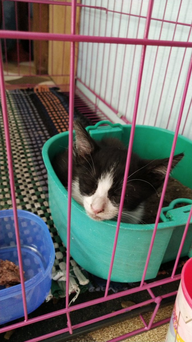 g0chungja's tweet photo. open adopt kitten jantan FREE 
ini kucing jalanan komplek, ibu sm saudaranya mati diracun org, jdi tinggal adek ini sendirian.
lok sda sidoarjo sepanjang, sby selatan/barat jg bisa cod https://t.co/gjw3uHuAwf