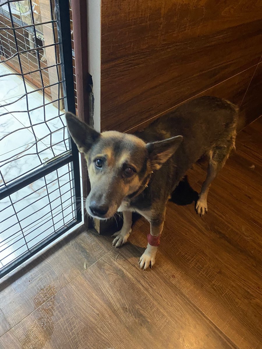 Terrier için ilan açtım 20 kişi yazdı

Bu çocuğum 3 aydır klinikte bir kişi bile sormadı 🥺
Ben paylaşıyorum ama kimse istemiyor benden
Nasibinin nereden geleceği belli olmaz belki sizin sayfanızdan görüp onun hayatını değiştirecek meleğini buluruz

Twitter <a href="/Fipsaskin/">Hatay Sokak Canları</a>