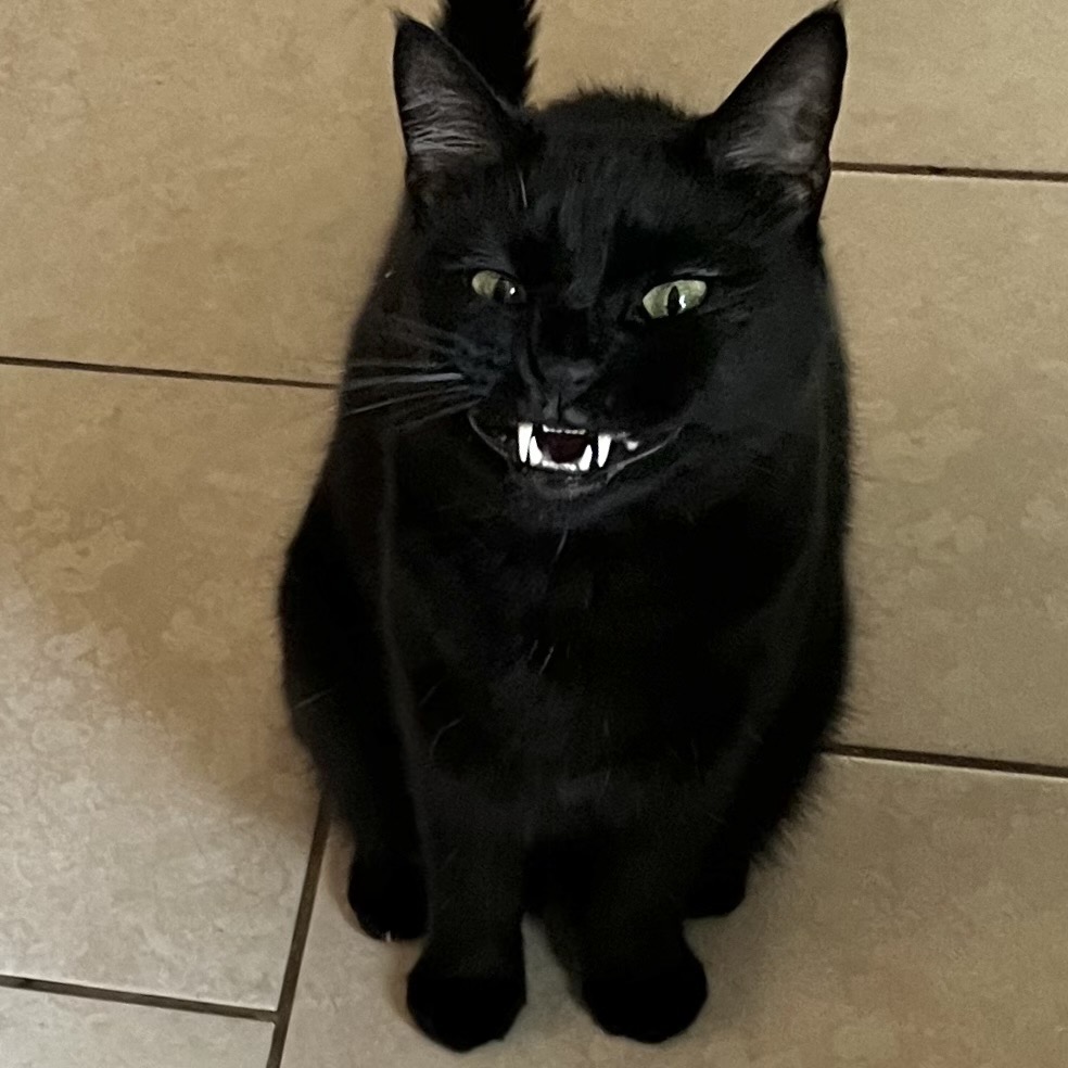 Dont Show Your Cat tweet media