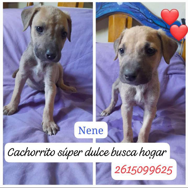 Mendoza estan en adopción, su mamá fue atropellada. Gracias por el RT cc <a href="/CasitaDeLula/">Refugio la casita de Lula</a>