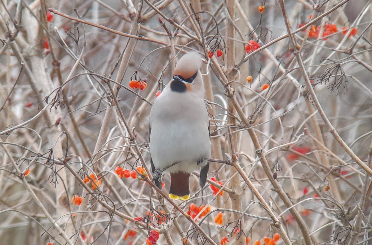 Two waxwings in the @RSPBSaltholme carpark again. Still showing very well 12.40 @teesbirds1