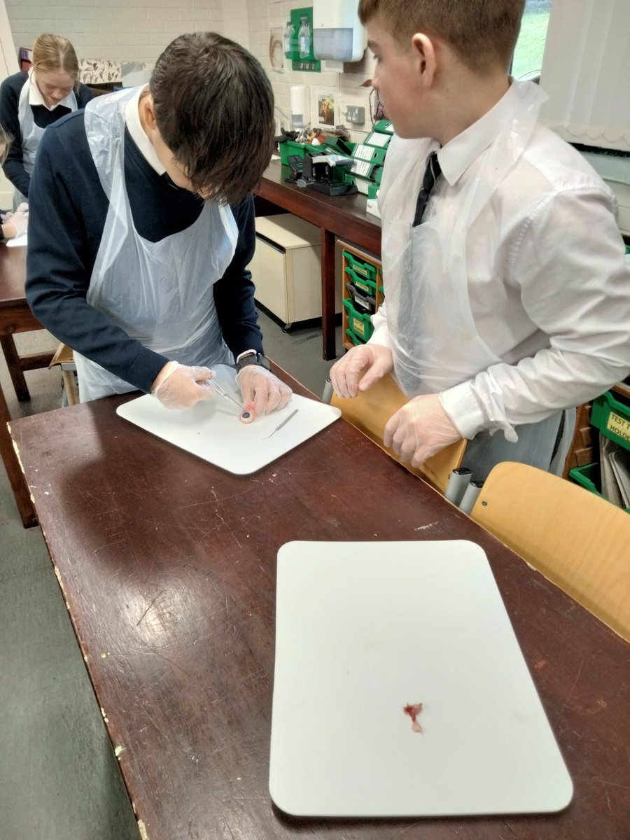 Sedbergh_STEM's tweet image. Yr9 have started the new term on a human biology topic: receptors &amp;amp; the nervous system 👁️🧠#practicalwork #biology