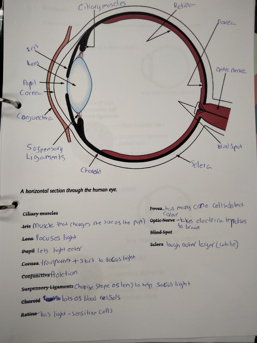 Sedbergh_STEM's tweet image. Yr9 have started the new term on a human biology topic: receptors &amp;amp; the nervous system 👁️🧠#practicalwork #biology