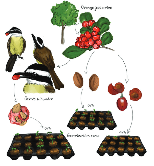 New paper out!
#kiskadees act as seed dispersers for invasive fruits on Bermuda. A case of an invasive 🐦 (introduced to control an invasive 🦎) helping an invasive 🌱
#ornithology #invasivespecies

Link: avocetta.org/articles/vol-4…