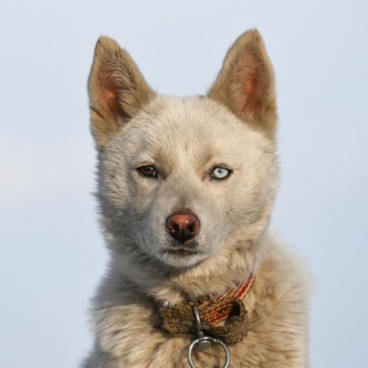 bpthaber's tweet photo. Van'da bir vatandaşın sahiplendiği, 'Husky' cinsi köpeğin göz renklerinin farklılığı kameralara yansıdı. https://t.co/1x7V0rmFyd