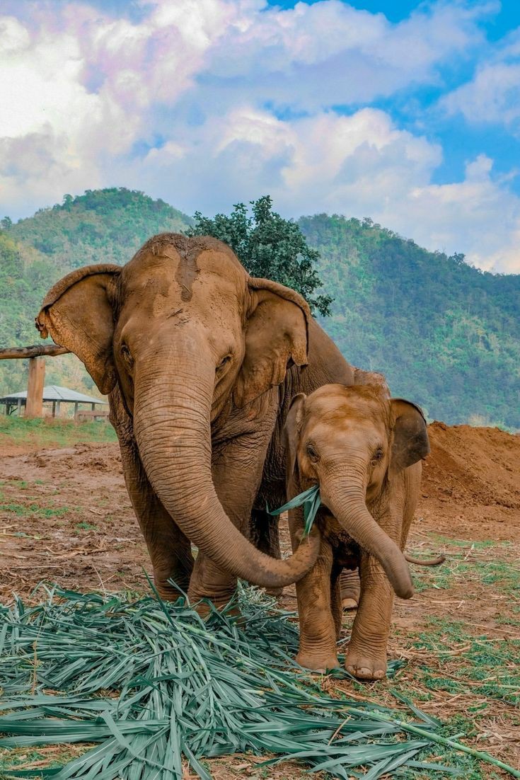 Elephant and his baby #elephant #NaturePhotograhpy  #naturelovers  #wildlifephotography #wildlifephotos #wildlife