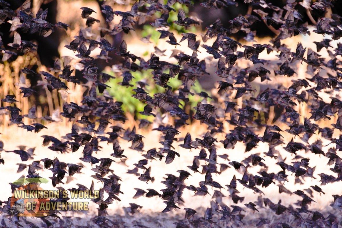 wilkinsonsworld's tweet photo. Red-billed Quelea #GroupPhotography #BirdsSeenIn2023 #birding #nikonphotography #sigmalens #birdwatching #birdphotography https://t.co/jiLzth6GpM