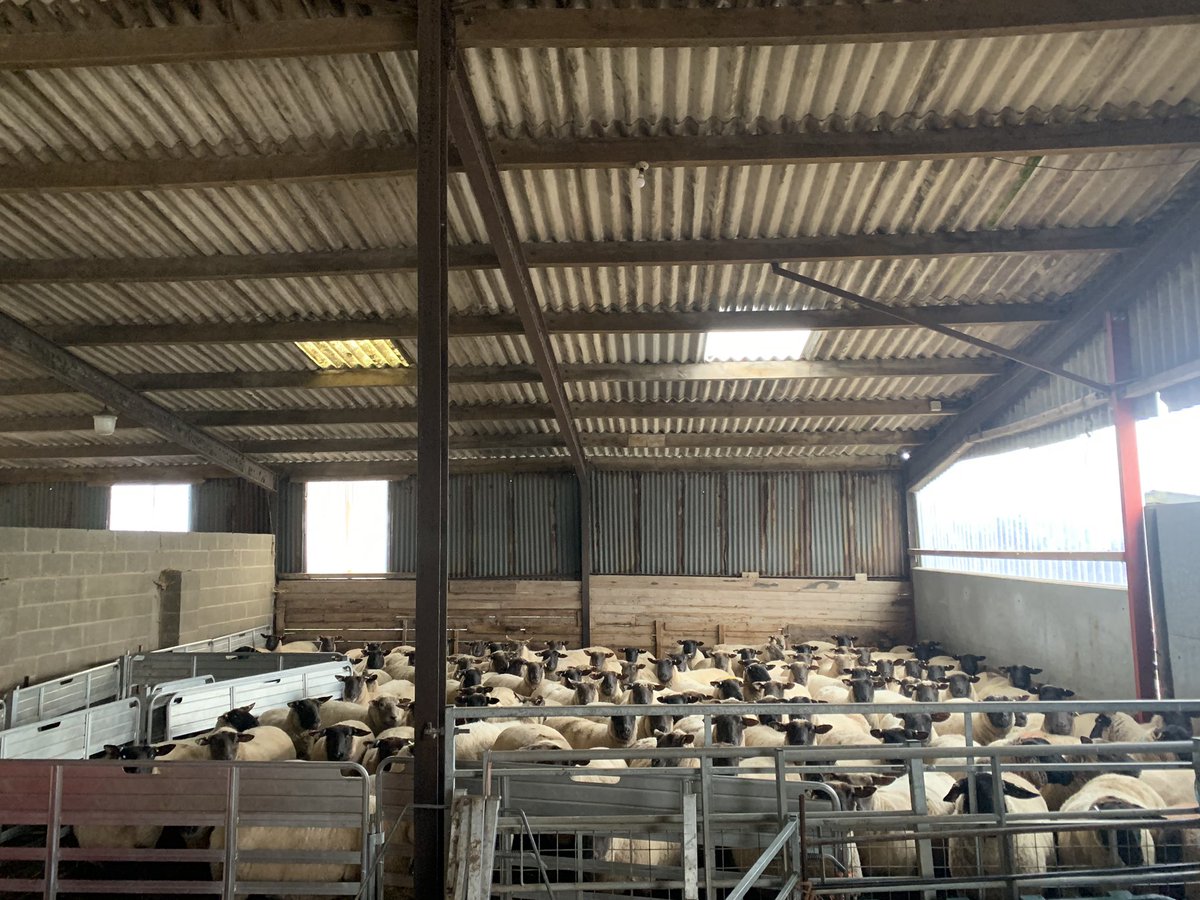 Really happy with the scanning results for the Aberblack &amp; Aberfield stud flocks yesterday. 187% &amp; 185%, over 80% twins in the Aberfield flock which is the highest we’ve ever seen. Looking forward to April! <a href="/InnovisLtd/">Innovis Ltd</a> #sheep365