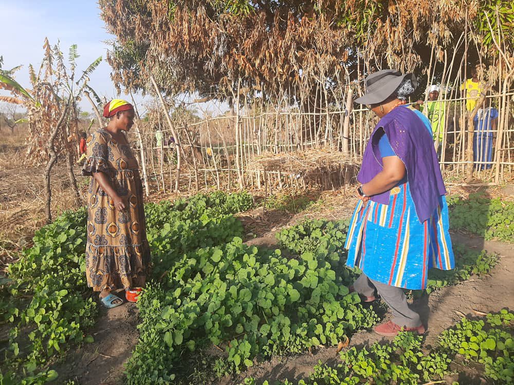 angelalusigi's tweet photo. I met Jamilatu &amp; other amazing #women vegetable farmers in Dupare in Upper West region🇬🇭.

300 women granted access to 10ha land by Chiefs &amp; supported by @UNDP @GEF_SGP,  now grow vegetables for food &amp; income. 

Let's empower more women #ForPeopleForPlanet. https://t.co/MxafEqeJHg