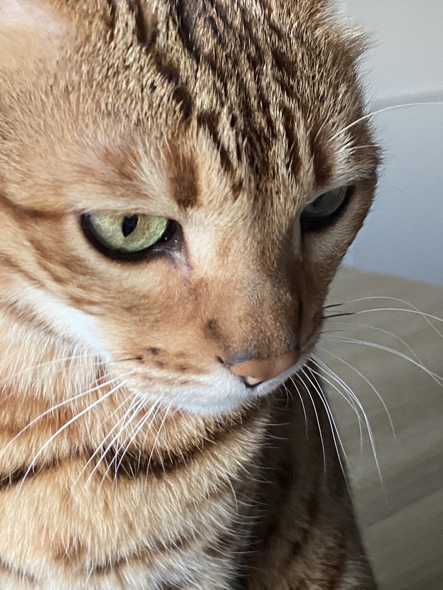 nova_nebula38's tweet photo. #WhiskersWednesday from Nova 😽😽
#TheBengalCats #CatOfTwitter #CuteWorld #cutecatcasa #TeamBengal #TabbyTroop #TeamBengalForever https://t.co/EniTPgNcNu