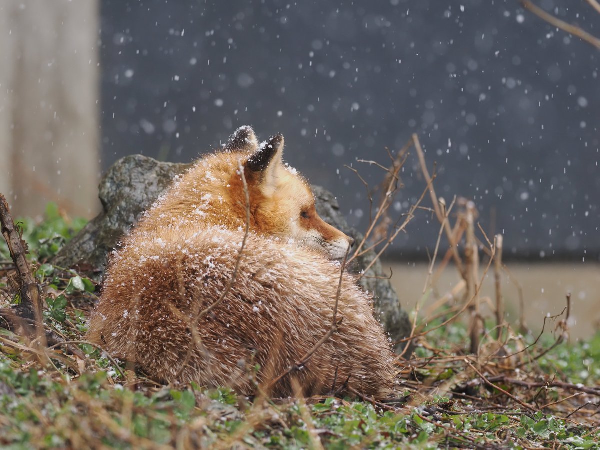 VulpesPerson tweet picture