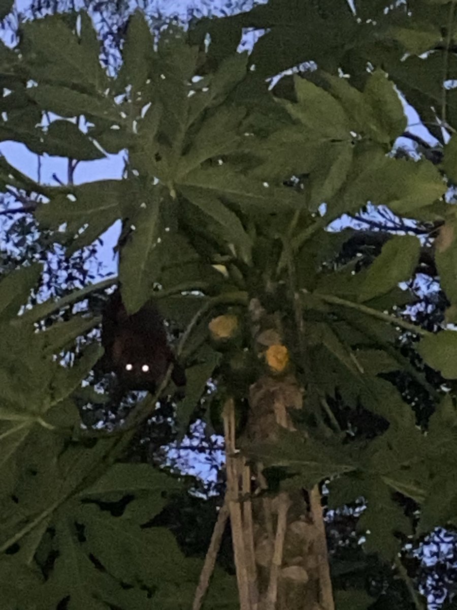 1angelniki's tweet image. My bat friend is back. #wildlife #nature #flyingfox #sydney #australia