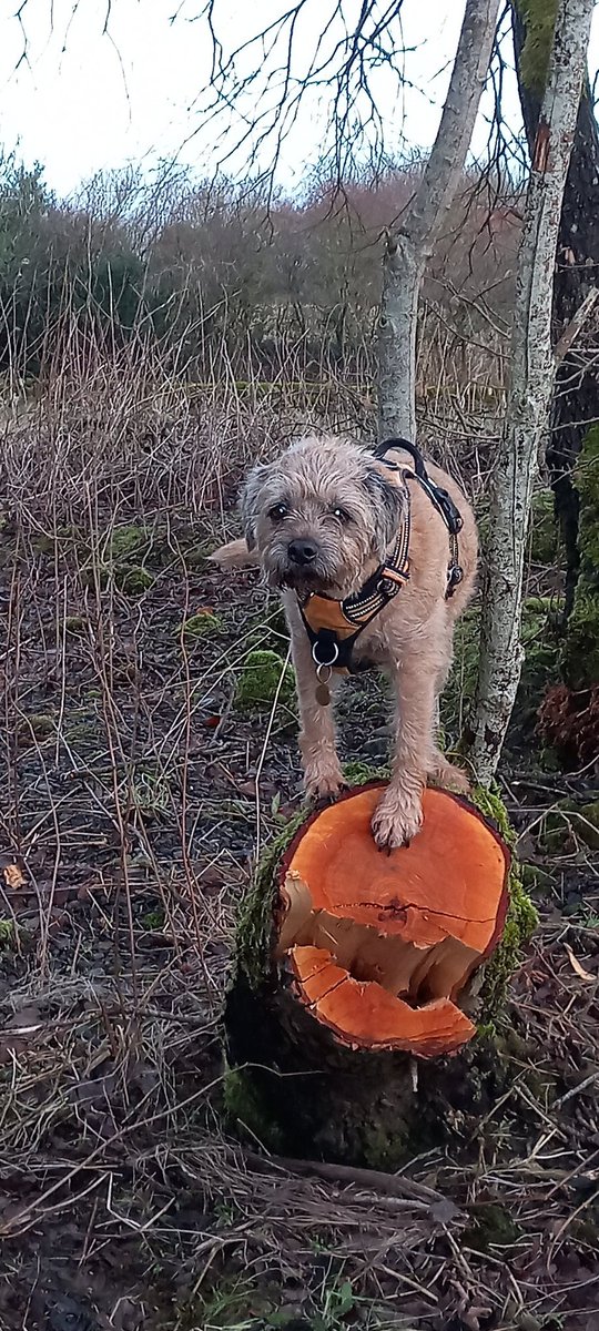 jeffersonboris1's tweet photo. #ForHamish #StumpClub #btposse
@lynniehamish Finally found a stump to salute Hammie from. It woz a bit like bein on the Titanic wiv Jack n whatshername who stole the whole door... but Iz made it! Me first stump too 😃 https://t.co/DUwajdbSwF