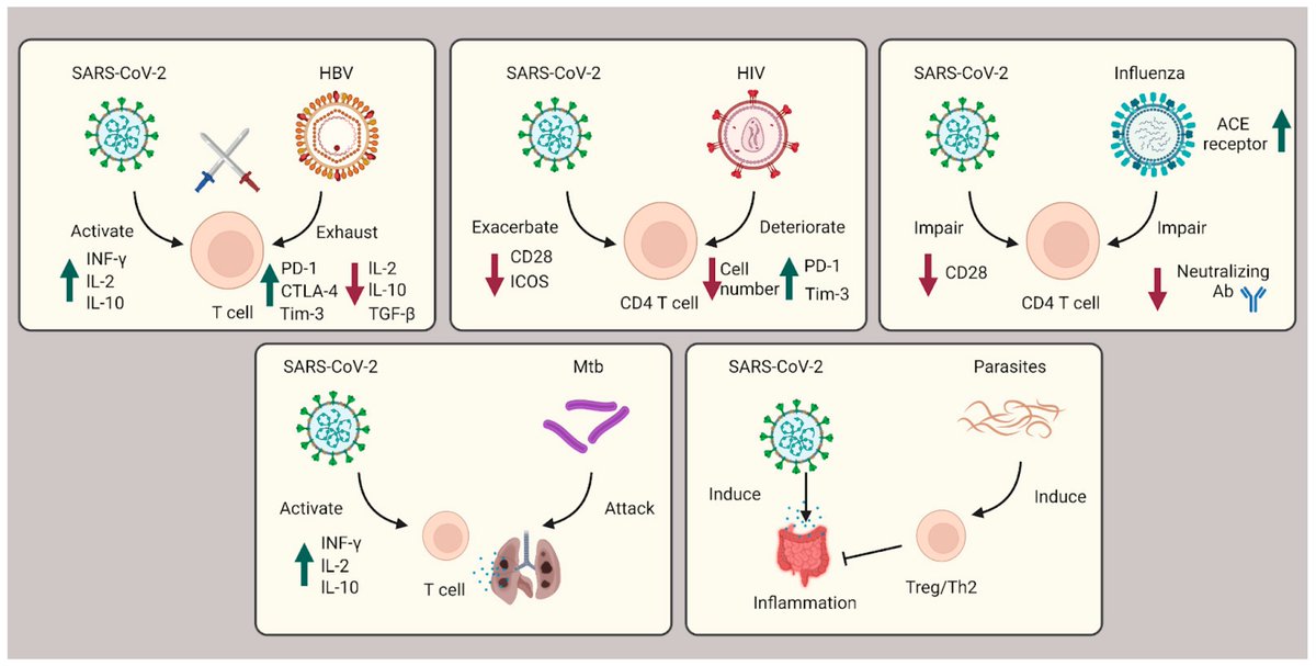 📢 T Cell Response to #SARSCoV2 #Coinfection and #Comorbidities
👨‍🎓 by Liqing Wang et al. @TAMUHealth 
🔗 Full article: mdpi.com/2076-0817/12/2…
#immunity