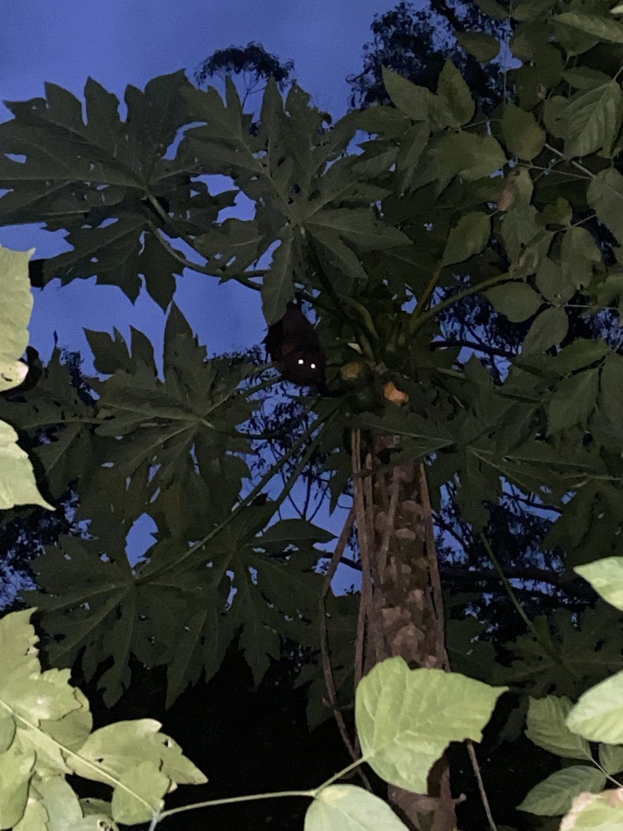 1angelniki's tweet image. Cute little bat 🦇 friend #flyingfox #nightvision #wildanimal